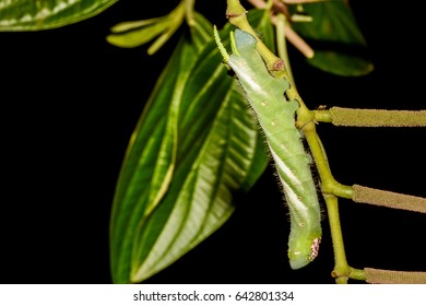 Five-spotted Hawk Moth Larva Also Known At Tomato Hornworm