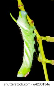 Five-spotted Hawk Moth Larva Also Known At Tomato Hornworm