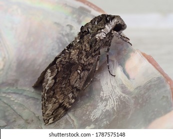 Five-spotted Hawk Moth, Manduca Quinquemaculata, Side View.