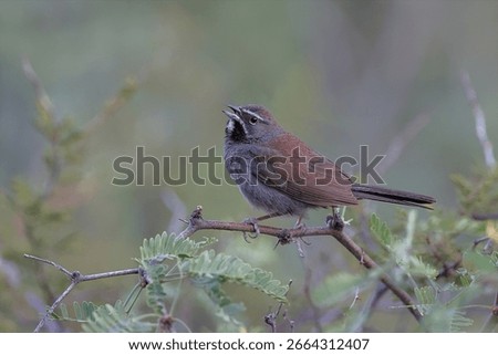 five-striped sparrow singing while perched in a mesquite tree