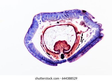 Fixed stained slide - Cross section of an earthworm.