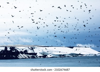 FJL. The harsh northern high latitudes with glaciers and cold rocks are inhabited by a lot of seabirds more and more.