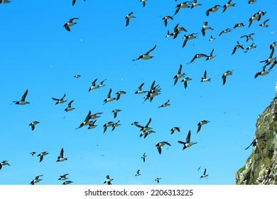FJL. The harsh northern high latitudes are inhabited by a lot of seabirds more and more. Thick-billed murres - Shutterstock ID 2206313225