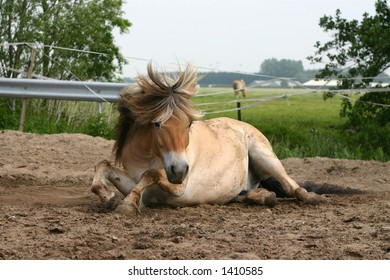 A fjord horse lying down in the sand