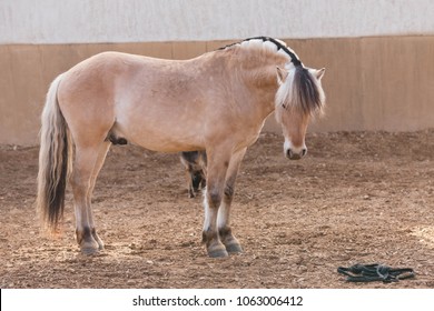 Fjord Horse Portrait