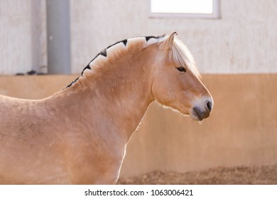 Fjord Horse Portrait