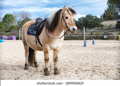Fjord horse wearing saddle, harness and bit