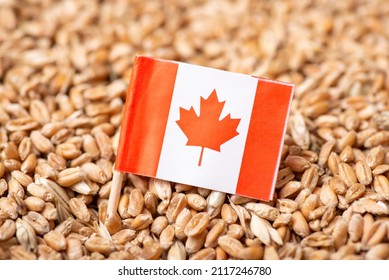 Flag Of Canada On Wheat. Harvest Of Wheat In Canada Concept