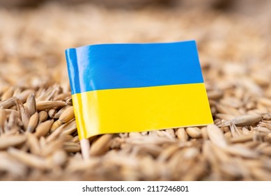 Flag Of Ukraine On Oat Grain. Concept Of Growing Oats In Ukraine