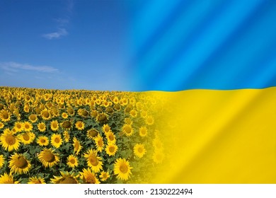 Flag Of Ukraine - The Sunflower Is The National Flower Of Ukraine.