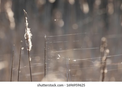 Flagging spiderwebs in the reeds in springtime. Spider filaments that fly on sunny days in moderate winds, which use some species of spiders to overcome distances to new areas.