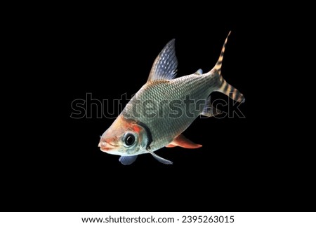 Flagtail Characin (Flagtail, Flagtail Semaprochilodus, Flannel-mouth) on isolated black background.
Semaprochilodus varii is freshwater ornamental fish in Prochilodontidae family.
