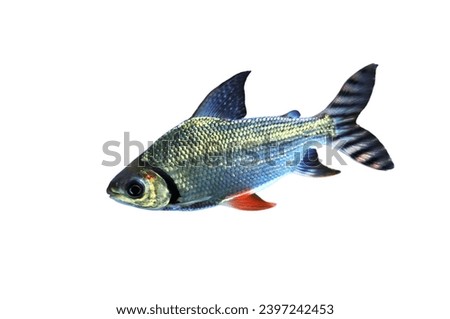 Flagtail Characin (Flagtail, Flagtail Semaprochilodus, Flannel-mouth) on isolated white background.
Semaprochilodus varii is freshwater ornamental fish in Prochilodontidae family.
