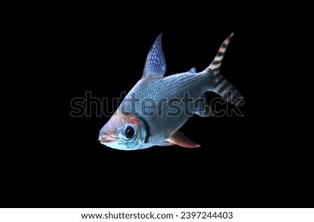 Flagtail Characin (Flagtail, Flagtail Semaprochilodus, Flannel-mouth) on isolated black background.
Semaprochilodus varii is freshwater ornamental fish in Prochilodontidae family.
