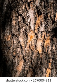 Flaking trunk surface, deep cavities and gritty textures in shade