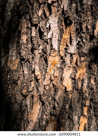 Flaking trunk surface, deep cavities and gritty textures in shade