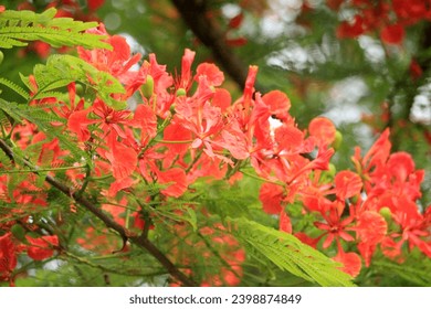 The Flamboyan or Semarak Api tree is a distinctive plant with a large tree and bright red flowers. Flamboyant has the genus name Delonix which comes from the Greek words delos, and onyx, meaning claw.