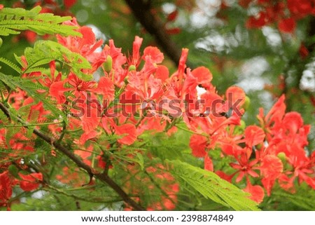 The Flamboyan or Semarak Api tree is a distinctive plant with a large tree and bright red flowers. Flamboyant has the genus name Delonix which comes from the Greek words delos, and onyx, meaning claw.