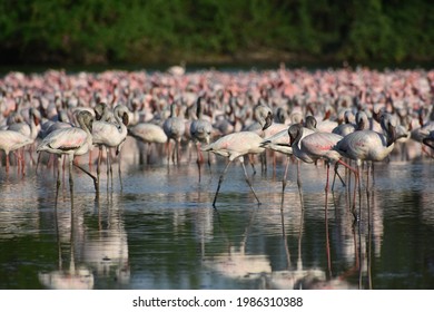 A Flamboyance Of Flamingos, Navi Mumbai Maharashtra, India. June 3rd 2021