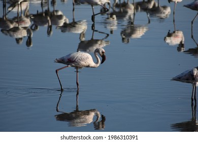 A Flamboyance Of Flamingos, Navi Mumbai Maharashtra, India. June 3rd 2021