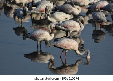 A Flamboyance Of Flamingos, Navi Mumbai Maharashtra, India. June 3rd 2021