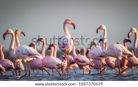 A flamboyance of greater flamingos wading in the water in  golden light at sunset,  salt-pans, Eastern Cape South Africa