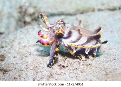 Flamboyant cuttlefish