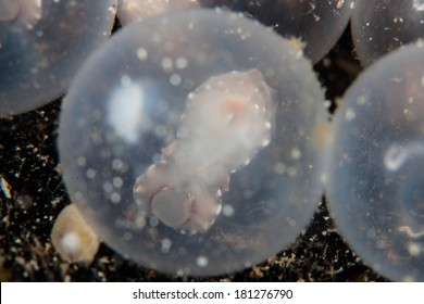 A Flamboyant cuttlefish embryo (Metasepia pfefferi) incubates in its egg for several weeks before hatching. This  rare species is found in the tropical western Pacific near coral reefs.