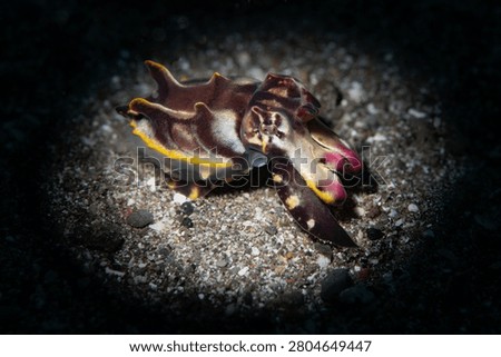 Flamboyant cuttlefish walking on sandy seafloor in Anilao Philippines