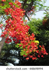 Flamboyant, The Flame Tree, Royal Poinciana, Peacock flower, Caesalpinia ulcherrima, Leguminosae