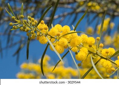 Flamboyant Flowering Tree Big Yellow Popcorn Stock Photo 3029544 ...