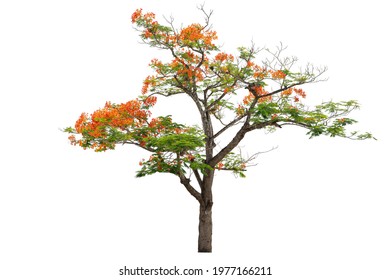 Flamboyant Royal poinciana growth tree solitude standing isolated on white background. Green leaves and orange flower in botanical garden during summer. Season changes deciduous outdoor plant.