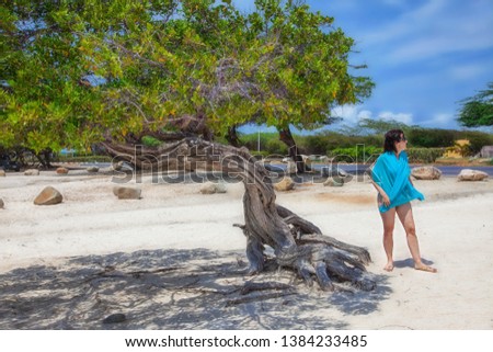 Flamboyant Tree (divi-divi tree) on the eagle beach in Aruba.