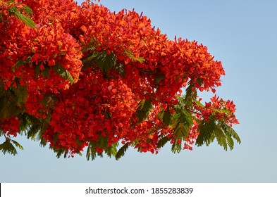 Flamboyant Colors Hd Stock Images Shutterstock