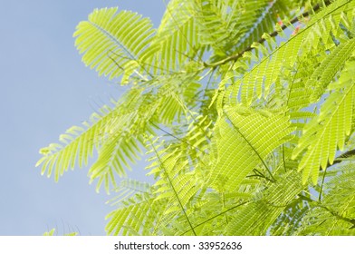 Flamboyant tree leafs