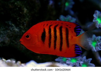 204 Flame Angel Fish Stock Photos, Images & Photography | Shutterstock