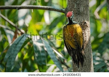 The Flame back woodpecker birds and trees.