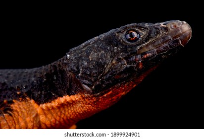 Flame Bellied Girdled Lizard (Smaug Mossambicus)