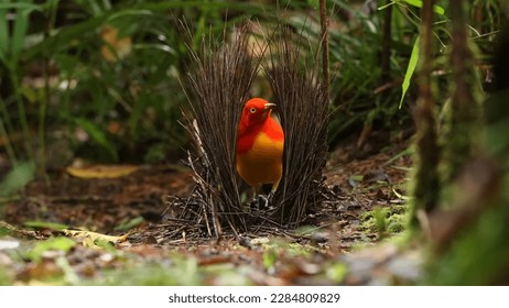 The flame bowerbird (Sericulus ardens) - Shutterstock ID 2284809829