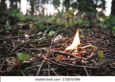 Flame of a burning match thrown in a coniferous dry taiga. Forest fire concept. Danger of forest wildfire. 
