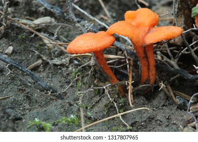 Flame Or Cinnabar Chanterelles In Woodstock NY