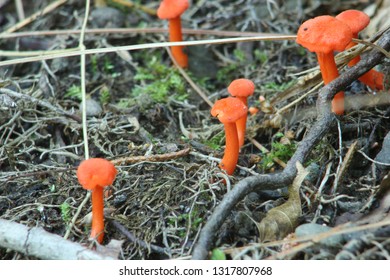 Flame Or Cinnabar Chanterelles In Woodstock NY