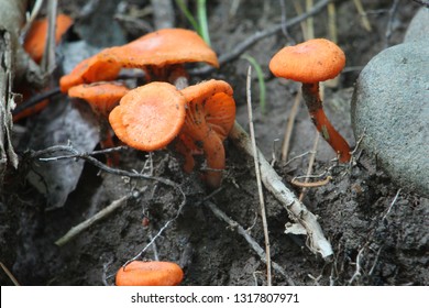 Flame Or Cinnabar Chanterelles In Woodstock NY