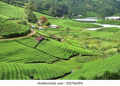 Flame Of The Forest In The Midst Of A Lush Green Tea (camellia Sinensis) Plantation At Theni, Tamil Nadu. Picturesque Landscape. God's Own Country. Kerala Tourism. Incredible India. Incredible India.