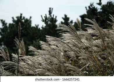 Flame Frass Silver Grass Plant