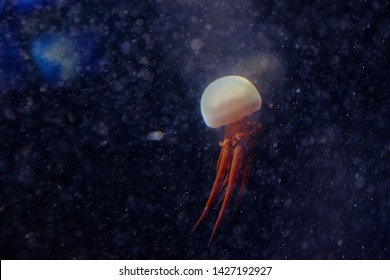 Flame Jellyfish With Crimson Red Tentacles