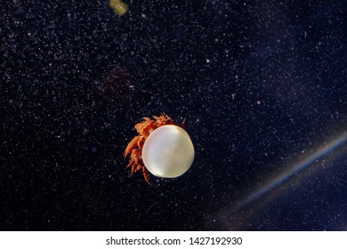 Flame Jellyfish With Crimson Red Tentacles