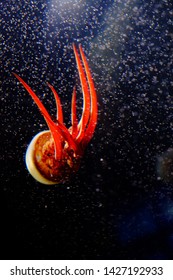 Flame Jellyfish With Crimson Red Tentacles