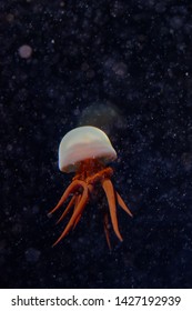 Flame Jellyfish With Crimson Red Tentacles