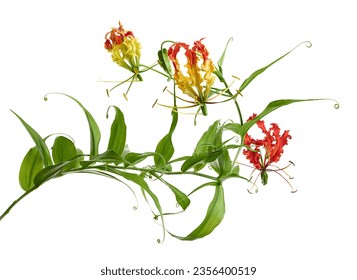 Flame lily, Fire lily, Gloriosa superba flower isolated on white background, with clipping path           